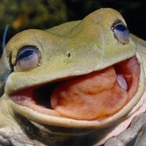 Augfrog