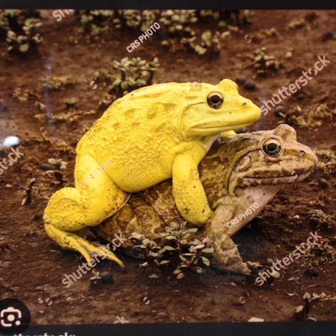 FroggyStyle